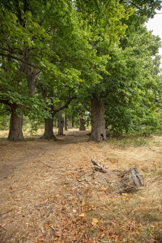 Pohľad na dvojradovú lipovú alej, foto: Archív PÚSR