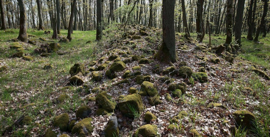 Časť tzv. Valu obrov (Spečeného valu) v k. ú. Pečenice, okr. Levice, ktorá je tvorená prevažne z hornín (iné časti tvorí najmä nasypaná zemina). Foto: Peter Pauditš