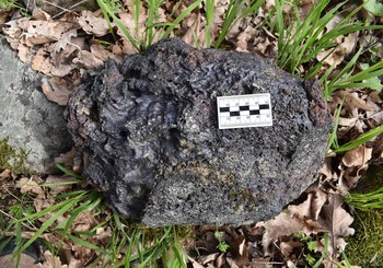 Vzorka horniny so stopami tečenia v plastickom stave, nájdená na tzv. Vale obrov (Spečenom vale) v k. ú. Pečenice, okr. Levice, foto: Peter Bisták