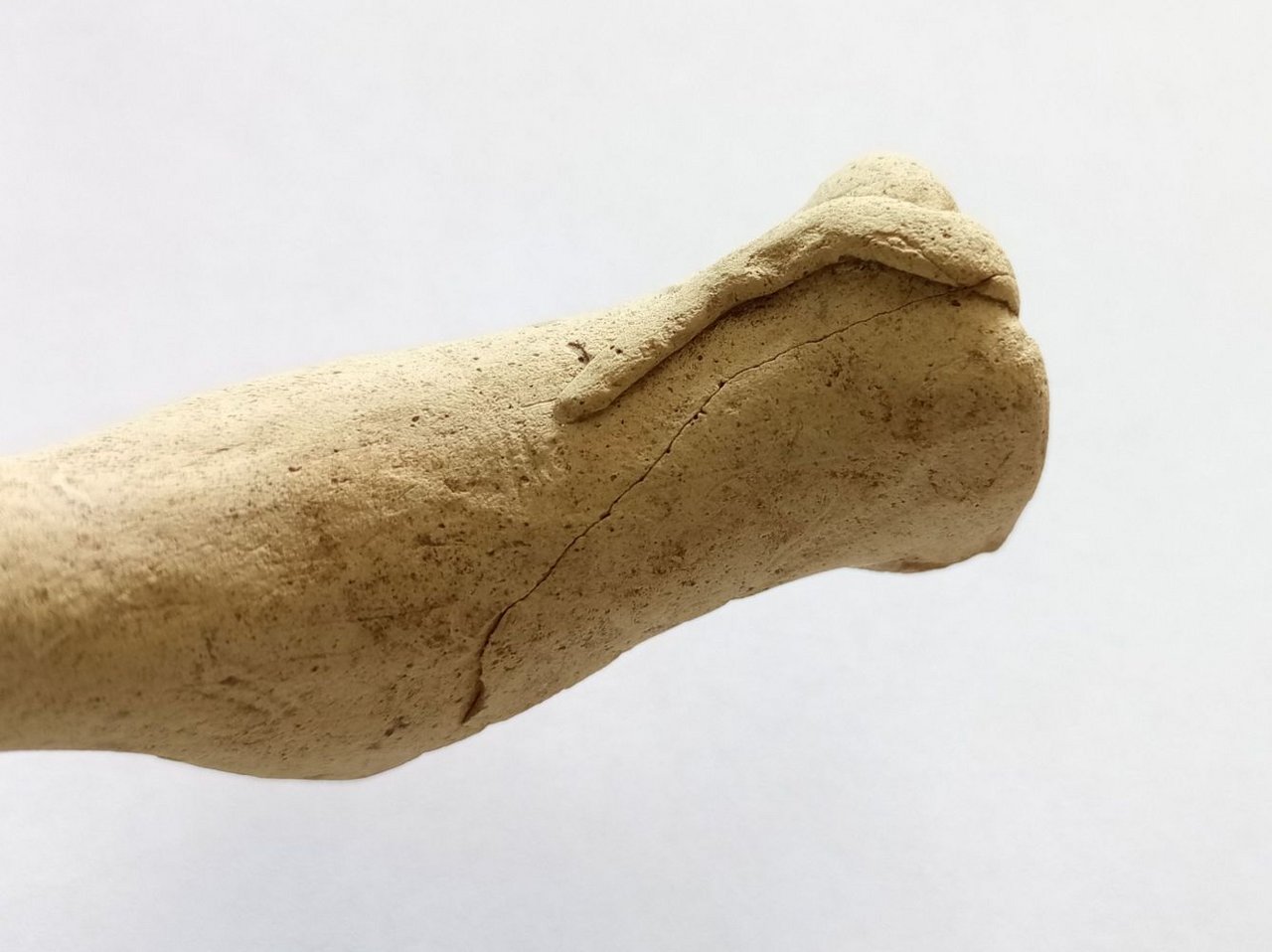 Bližší záber na chrbtovú, bedrovú, zadnú časť a chvost psa, zdroj: KPÚ Trnava, foto: M. Sládok Bližší záber na chrbtovú, bedrovú, zadnú časť a chvost psa, zdroj: KPÚ Trnava, foto: M. Sládok