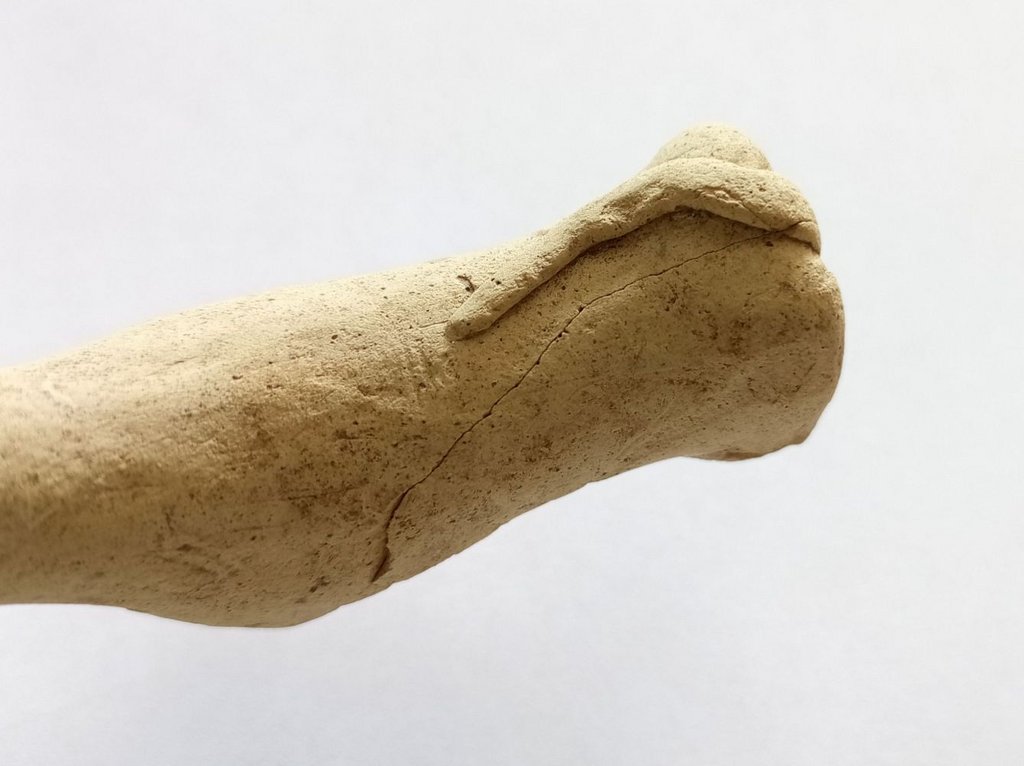 Bližší záber na chrbtovú, bedrovú, zadnú časť a chvost psa, zdroj: KPÚ Trnava, foto: M. Sládok Bližší záber na chrbtovú, bedrovú, zadnú časť a chvost psa, zdroj: KPÚ Trnava, foto: M. Sládok