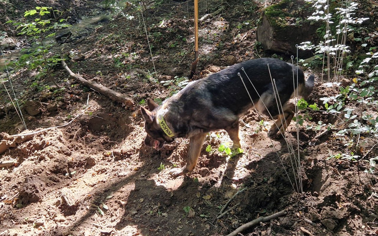 Štvornohý pomocník pri práci, zdroj: Bunkre, o. z., foto: P. Škorvánek