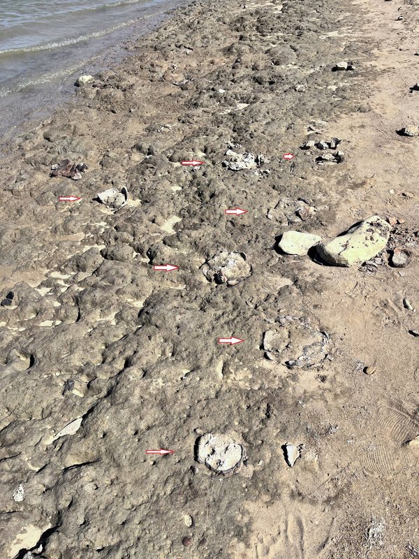 Pohľad na plochu výskumu; šípky ukazujú na hroby pred ich vybratím, foto: J. Jusko Pohľad na plochu výskumu; šípky ukazujú na hroby pred ich vybratím, foto: J. Jusko