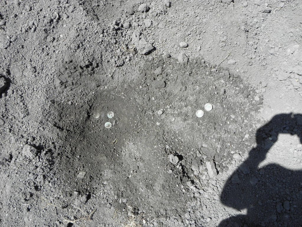 Mince nájdené v halde vykopanej pôdy počas archeologického výskumu miesta nálezu, zdroj: KPÚ Trnava, foto: M. Sládok Mince nájdené v halde vykopanej pôdy počas archeologického výskumu miesta nálezu, zdroj: KPÚ Trnava, foto: M. Sládok
