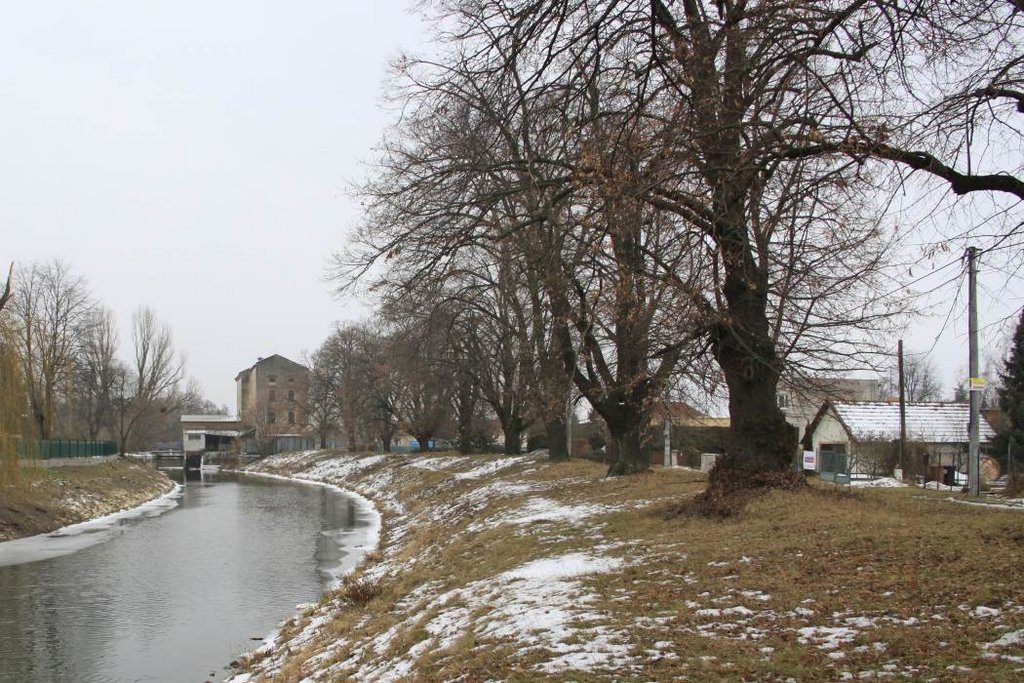 10. Lipová aleja na brehu vodného náhonu. Foto: KPÚ Nitra 2019