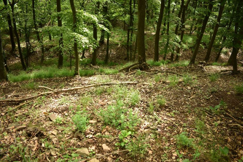 03 – Pohľad z juhozápadného valu na priekopu obiehajúcu z vonkajšej strany hradiska. Foto: P. Kmeťová