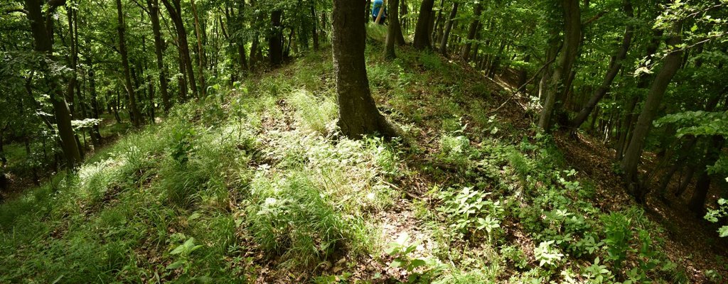 02 – Najmohutnejší (juhozápadný) val hradiska  je dodnes dobre zachovaný. Foto: P. Kmeťová