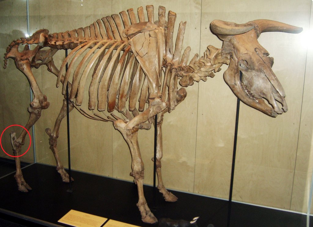 Vyznačenie pätovej kosti na kostre pratura. Zdroj Copenhagen Zoological Museum