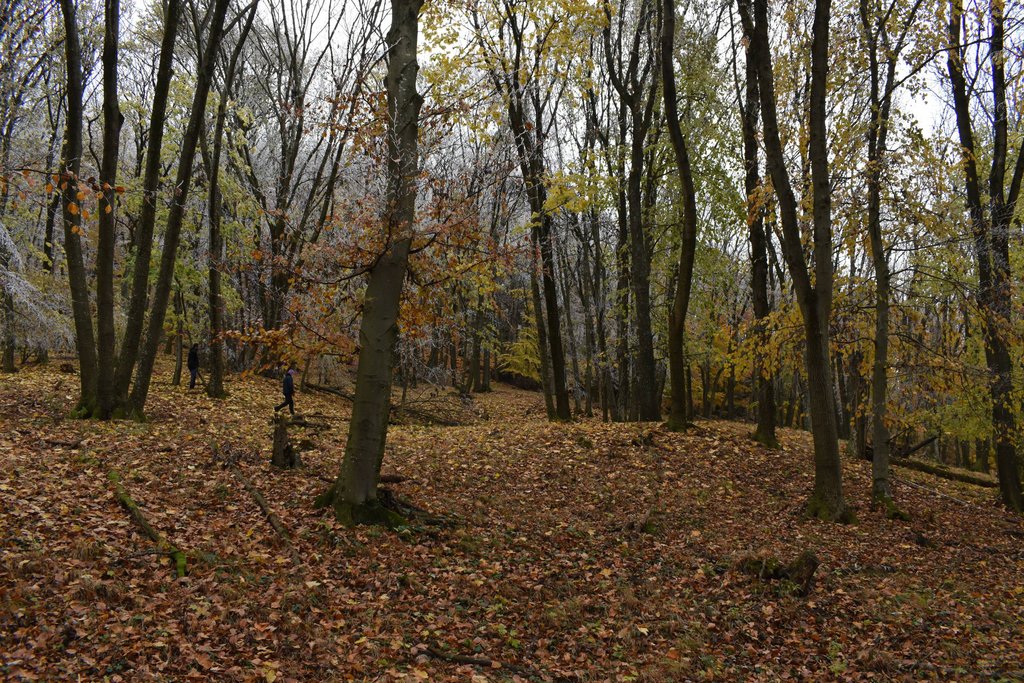 Geofyzikálny prieskum archeologického náleziska s mohutnými sídliskovými terasami v pohorí Tribeč, Foto: P. Kmeťová