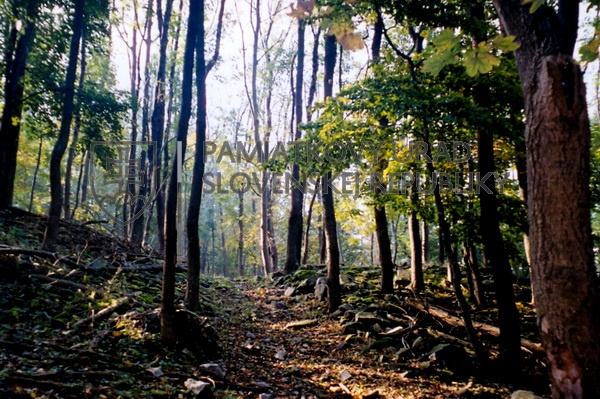 Identifikačná fotografia